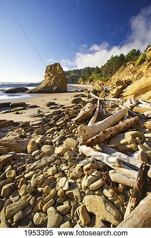 Stock Photography - rocks and driftwood at low tide; oregon united states of america. Fotosearch