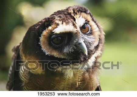 Stock Image - russian owl; windermere cumbria england. Fotosearch
