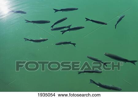 Picture - School Of Fish; Benalmadena, Malaga, Spain. Fotosearch
