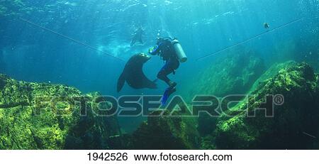 Stock Photograph - Scuba Divers With Sea Lions Underwater At Los Islotes National Marine Park Espiritu Santo Island; La Paz Baja California Mexico. Fotosearch