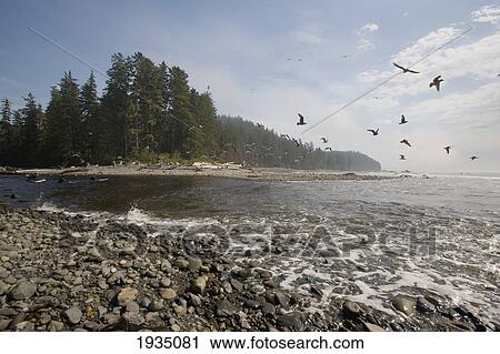 Seagulls Flying Over Seashore; Sombrio Beach, Vancouver Island, British Columbia, Canada View Large Photo Image Stock Image - Seagulls Flying Over Seashore; Sombrio Beach, Vancouver Island, British Columbia, Canada. Fotosearch
