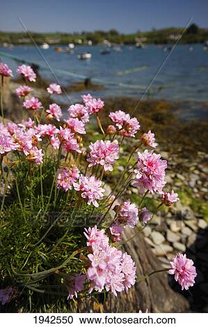 Seathrift (Armeria Maritima) Growing On The Rocks; Castletownsend County Cork Ireland View Large Photo Image Stock Image - Seathrift (Armeria Maritima) Growing On The Rocks; Castletownsend County Cork Ireland. Fotosearch