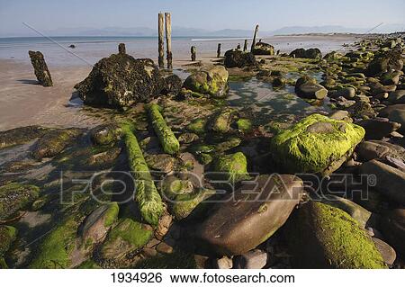 Stock Photograph - Seaweed And Rocks On Beach; Rossbeigh Beach, County Kerry, Ireland. Fotosearch