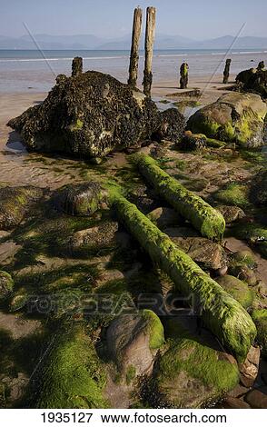 Seaweed-Covered Posts And Rocks On Beach; Rossbeigh Beach, County Kerry, Ireland View Large Photo Image Stock Photo - Seaweed-Covered Posts And Rocks On Beach; Rossbeigh Beach, County Kerry, Ireland. Fotosearch