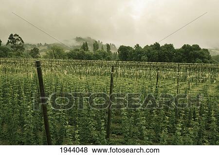 Seedling Trees Growing With Large Trees On The Edge Of The Field; Cape Foulwind New Zealand View Large Photo Image Stock Photo - Seedling Trees Growing With Large Trees On The Edge Of The Field; Cape Foulwind New Zealand. Fotosearch
