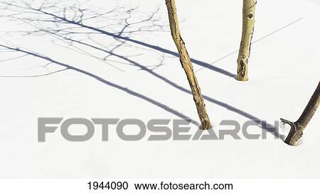 Stock Image - Shadow Of Small Trees On The Snow; New Mexico United States Of America. Fotosearch