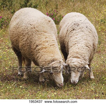 Stock Photo - sheep grazing; grazamela cadiz andalusia spain. Fotosearch