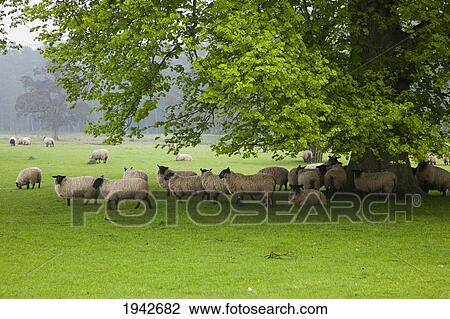 Stock Image - Sheep Grazing On The Grass Under The Shade Of A Tree; Northumberland England. Fotosearch