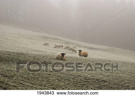 Sheep On Frosty Grass In The Fog; Inistioge County Kilkenny Ireland View Large Photo Image Stock Image - Sheep On Frosty Grass In The Fog; Inistioge County Kilkenny Ireland. Fotosearch
