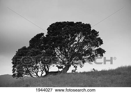 Silhouette Of A Tree With Sheep Standing Underneath; New Zealand View Large Photo Image Stock Photo - Silhouette Of A Tree With Sheep Standing Underneath; New Zealand. Fotosearch