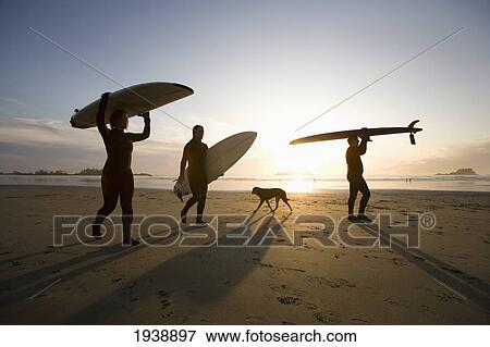 Silhouette Of Three Surfers And A Dog; Chesterman Beach Tofino Vancouver Island British Columbia Canada View Large Photo Image Stock Photo - Silhouette Of Three Surfers And A Dog; Chesterman Beach Tofino Vancouver Island British Columbia Canada. Fotosearch
