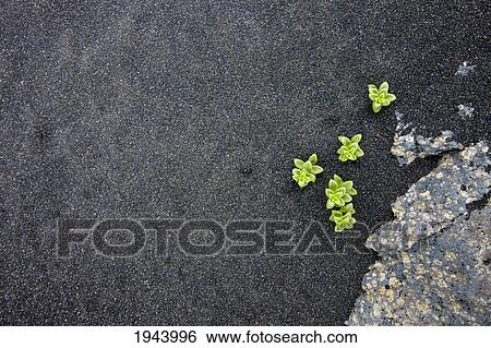 Small Green Plants Growing In The Black Silt; Iceland View Large Photo Image Stock Photograph - Small Green Plants Growing In The Black Silt; Iceland. Fotosearch