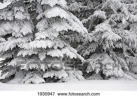 Snow Covered Evergreen Trees; Calgary, Alberta, Canada View Large Photo Image Stock Photo - Snow Covered Evergreen Trees; Calgary, Alberta, Canada. Fotosearch