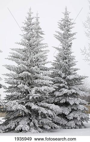 Stock Photo - Snow Covered Evergreen Trees; Calgary, Alberta, Canada. Fotosearch