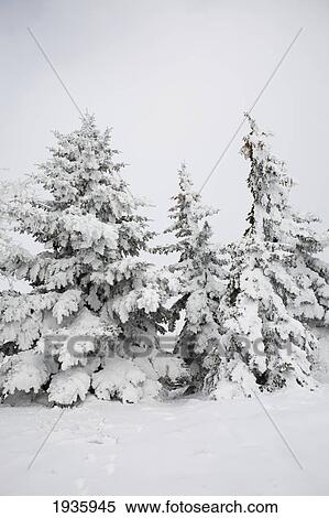 Snow Covered Evergreen Trees; Calgary, Alberta, Canada View Large Photo Image Stock Photography - Snow Covered Evergreen Trees; Calgary, Alberta, Canada. Fotosearch