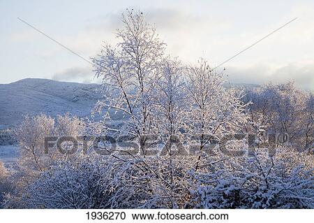 Snow Covered Trees And Hills In Winter; Tahilla County Kerry Ireland View Large Photo Image Stock Image - Snow Covered Trees And Hills In Winter; Tahilla County Kerry Ireland. Fotosearch