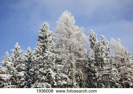 Snow-Covered Treetops; Westerwald Rhineland-Palatinate Germany View Large Photo Image Stock Photo - Snow-Covered Treetops; Westerwald Rhineland-Palatinate Germany. Fotosearch