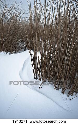 Stock Image - Snow Drifts In The Reeds At The Edge Of A Frozen Lake; Edmonton Alberta Canada. Fotosearch