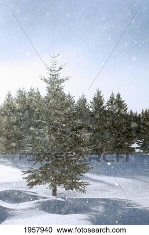 Stock Image - snowy flurries falling in the sunshine; thunder bay ontario canada. Fotosearch