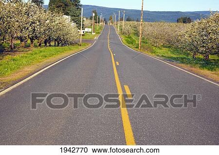 Stock Image - Spring Blossoms In A Fruit Orchard And A Road In Hood River Valley; Oregon United States Of America. Fotosearch