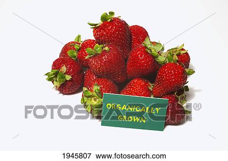 Stock Photo - strawberries with a sign labeled organically grown; waterloo quebec canada. Fotosearch