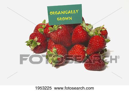 strawberries with a sign labeled organically grown; waterloo quebec canada View Large Photo Image Stock Photography - strawberries with a sign labeled organically grown; waterloo quebec canada. Fotosearch