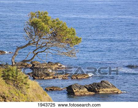 Stunted Pine Tree Clinging To Cliff Edge Over Sea; Malaga Province Spain View Large Photo Image Stock Photography - Stunted Pine Tree Clinging To Cliff Edge Over Sea; Malaga Province Spain. Fotosearch