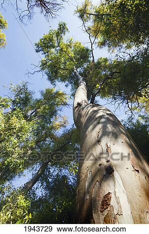 Stock Photo - Sturdy Tree Trunk Reaching Skywards; Torremolinos Malaga Andalusia Spain. Fotosearch