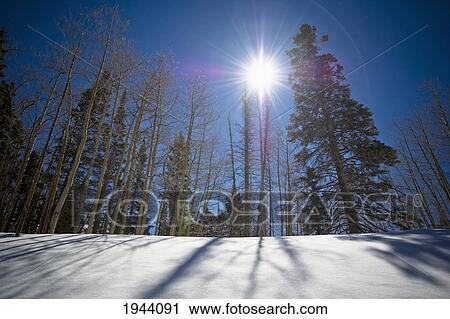 Sunlight Shines Over The Trees As They Cast Shadows Onto The Snow; New Mexico United States Of America View Large Photo Image Stock Image - Sunlight Shines Over The Trees As They Cast Shadows Onto The Snow; New Mexico United States Of America. Fotosearch