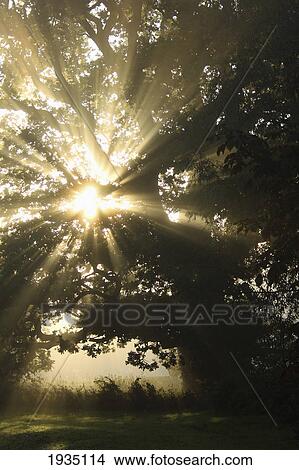 Picture - Sunlight Through Tree; Cahir, County Tipperary, Ireland. Fotosearch