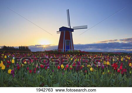 Sunrise Over A Tulip Field And A Windmill At Wooden Shoe Tulip Farm; Woodburn Oregon United States Of America View Large Photo Image Stock Image - Sunrise Over A Tulip Field And A Windmill At Wooden Shoe Tulip Farm; Woodburn Oregon United States Of America. Fotosearch