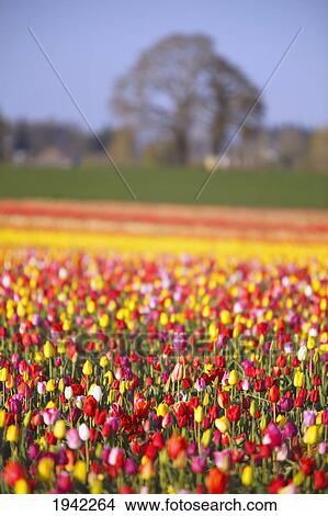 Sunrise Over Colorful Tulip Field At Wooden Shoe Tulip Farm; Woodburn Oregon View Large Photo Image Picture - Sunrise Over Colorful Tulip Field At Wooden Shoe Tulip Farm; Woodburn Oregon. Fotosearch