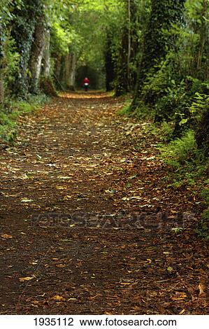 Stock Image - Taking A Woodland Walk; Cahir, County Tipperary, Ireland. Fotosearch