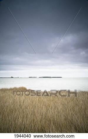 Tall Grass Along The Shoreline; Farewell Spit South Island New Zealand View Large Photo Image Stock Image - Tall Grass Along The Shoreline; Farewell Spit South Island New Zealand. Fotosearch