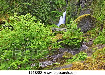 Stock Image - Tanner Creek Falls In Columbia River Gorge National Scenic Area In The Pacific Northwest; Oregon United States Of America. Fotosearch