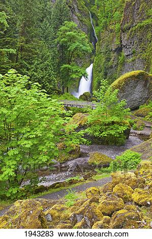 Tanner Creek Falls In Columbia River Gorge National Scenic Area In The Pacific Northwest; Oregon United States Of America View Large Photo Image Stock Image - Tanner Creek Falls In Columbia River Gorge National Scenic Area In The Pacific Northwest; Oregon United States Of America. Fotosearch