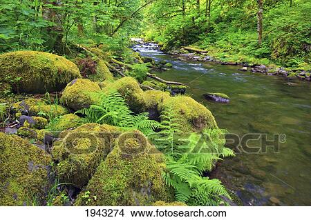 Tanner Creek In Columbia River Gorge National Scenic Area In The Pacific Northwest; Oregon United States Of America View Large Photo Image Picture - Tanner Creek In Columbia River Gorge National Scenic Area In The Pacific Northwest; Oregon United States Of America. Fotosearch