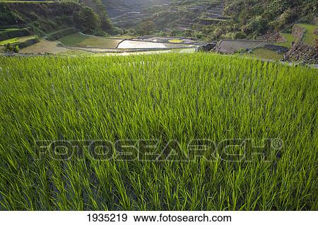 The Famous Mud-Walled Rice Terraces In The Cordillera Region Near Banaue; North Luzon, Philippines View Large Photo Image Stock Photo - The Famous Mud-Walled Rice Terraces In The Cordillera Region Near Banaue; North Luzon, Philippines. Fotosearch