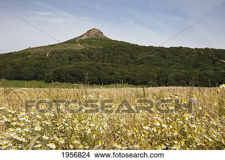 Picture - the peak at the top of a hill with white wildflowers in a field below; roseberry topping north yorkshire england. Fotosearch