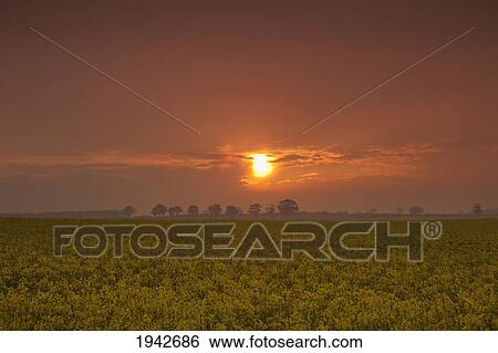 The Red Glow Of A Sunset Over A Field; Northumberland England View Large Photo Image Stock Photograph - The Red Glow Of A Sunset Over A Field; Northumberland England. Fotosearch