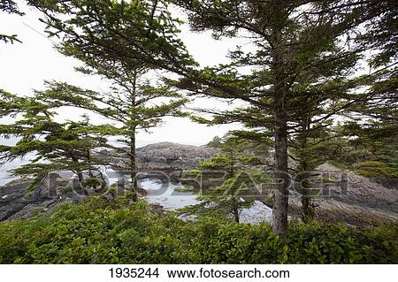 Picture - The Scenery Along The Wild Pacific Trail On Vancouver Island; Ucluelet, British Columbia, Canada. Fotosearch