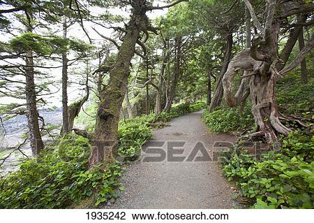 Stock Image - The Scenery Along The Wild Pacific Trail On Vancouver Island; Ucluelet, British Columbia, Canada. Fotosearch