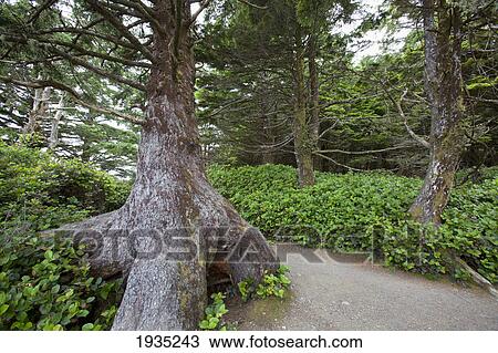 The Scenery Along The Wild Pacific Trail On Vancouver Island; Ucluelet, British Columbia, Canada View Large Photo Image Stock Image - The Scenery Along The Wild Pacific Trail On Vancouver Island; Ucluelet, British Columbia, Canada. Fotosearch