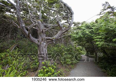 Stock Photograph - The Scenery Along The Wild Pacific Trail On Vancouver Island; Ucluelet, British Columbia, Canada. Fotosearch