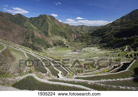 Picture - The Stunning Ifugao Stone-Walled Rice Terraces Surround The Village Of Batad; North Luzon, Philippines. Fotosearch
