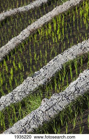 The Stunning Ifugao Stone-Walled Rice Terraces Surround The Village Of Batad; North Luzon, Philippines View Large Photo Image Stock Image - The Stunning Ifugao Stone-Walled Rice Terraces Surround The Village Of Batad; North Luzon, Philippines. Fotosearch