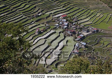 Stock Image - The Stunning Ifugao Stone-Walled Rice Terraces Surround The Village Of Batad; North Luzon, Philippines. Fotosearch