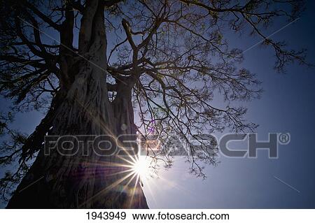Stock Photo - The Sunlight Shines Behind A Tree Trunk; Kenya. Fotosearch