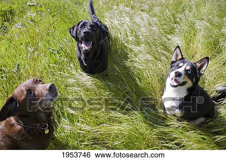 three dogs in the long grass; newbrough northumberland england View Large Photo Image Stock Photograph - three dogs in the long grass; newbrough northumberland england. Fotosearch