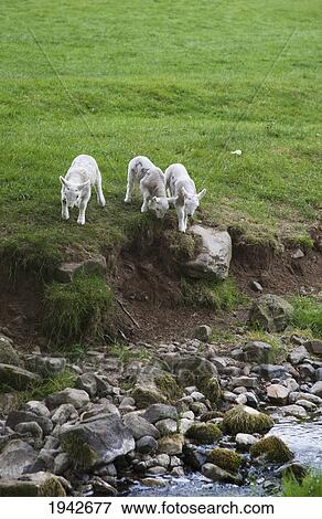 Stock Photo - Three Lambs Walking Towards A Stream; Northumberland England. Fotosearch
